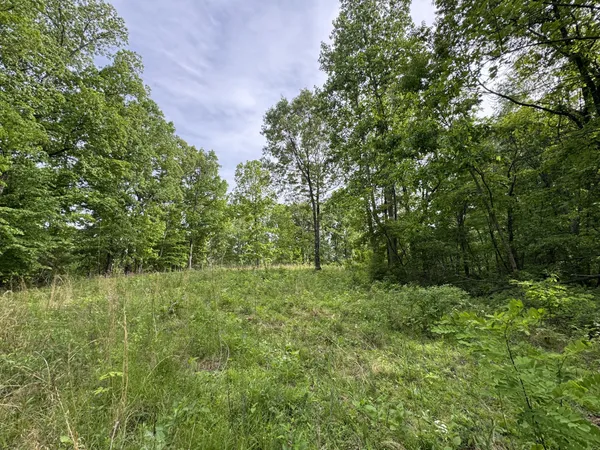 a view of a lush green space