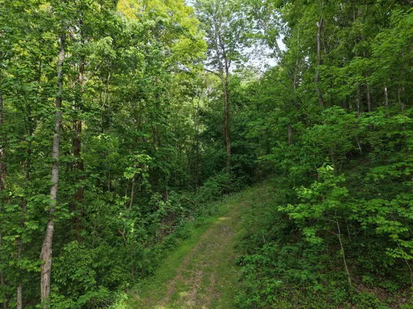 a view of a lush green forest