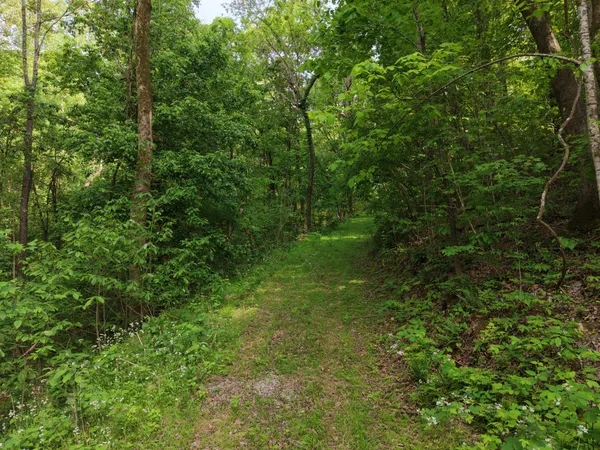 a view of a lush green forest