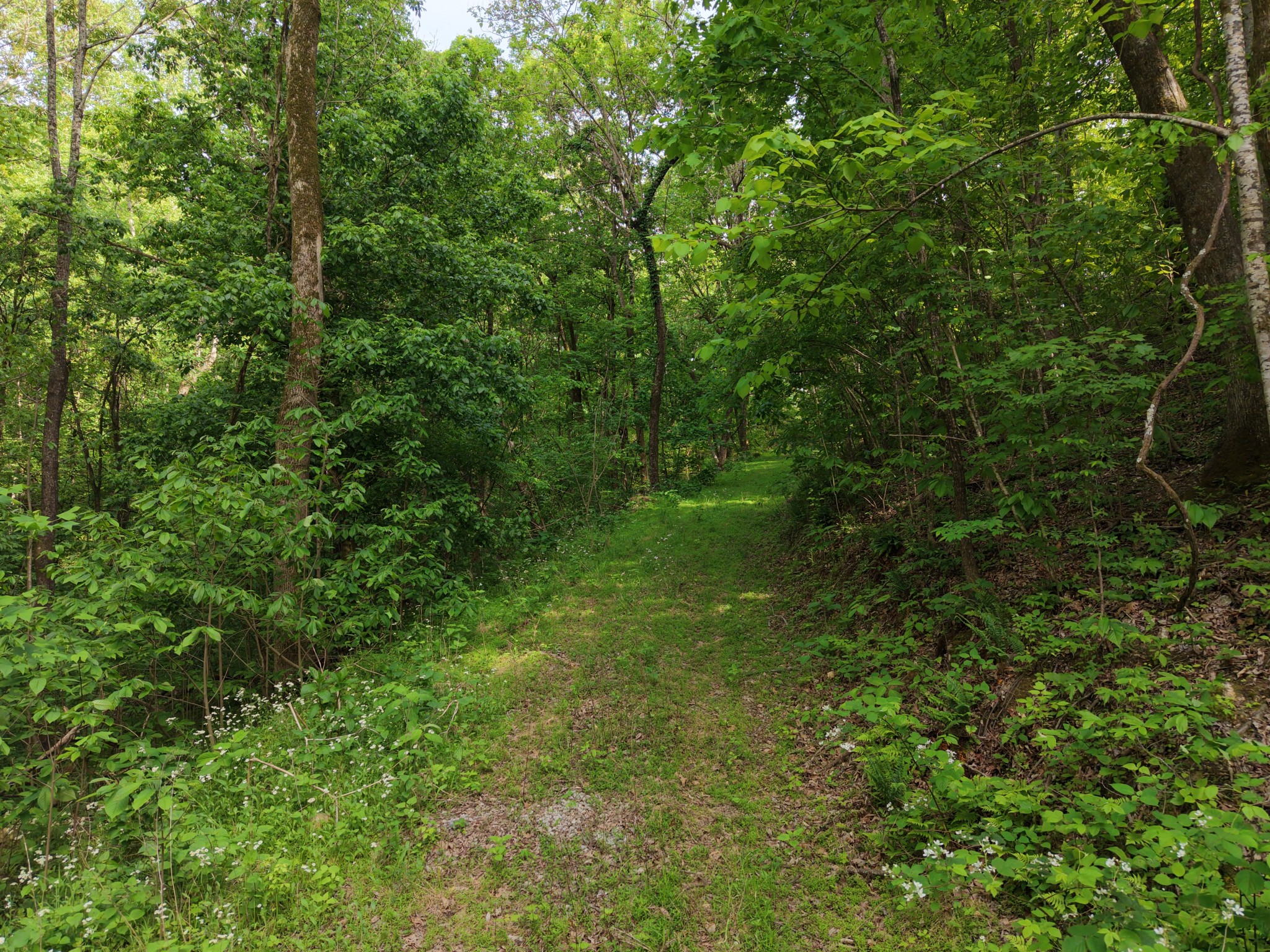0 Bethel Road Pulaski, TN 38478 - Photo 5 of 29 a view of a lush green forest