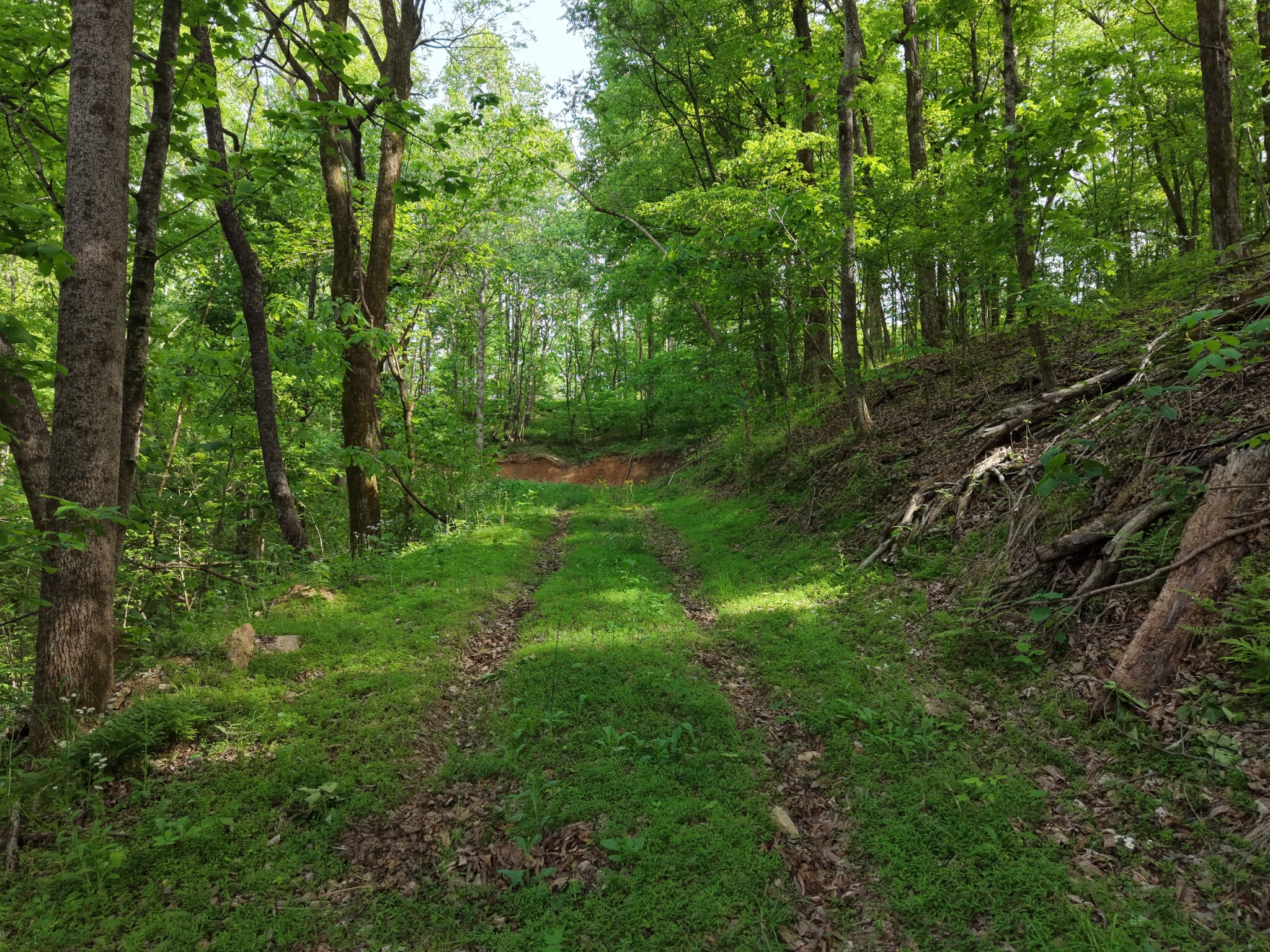 0 Bethel Road Pulaski, TN 38478 - Photo 6 of 29 a view of outdoor space and green space