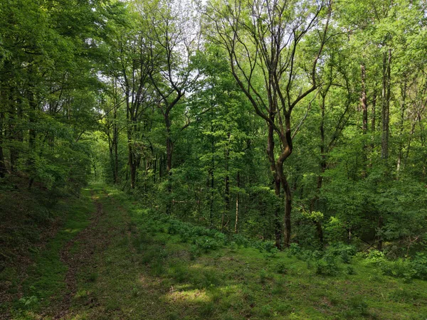a view of a lush green forest