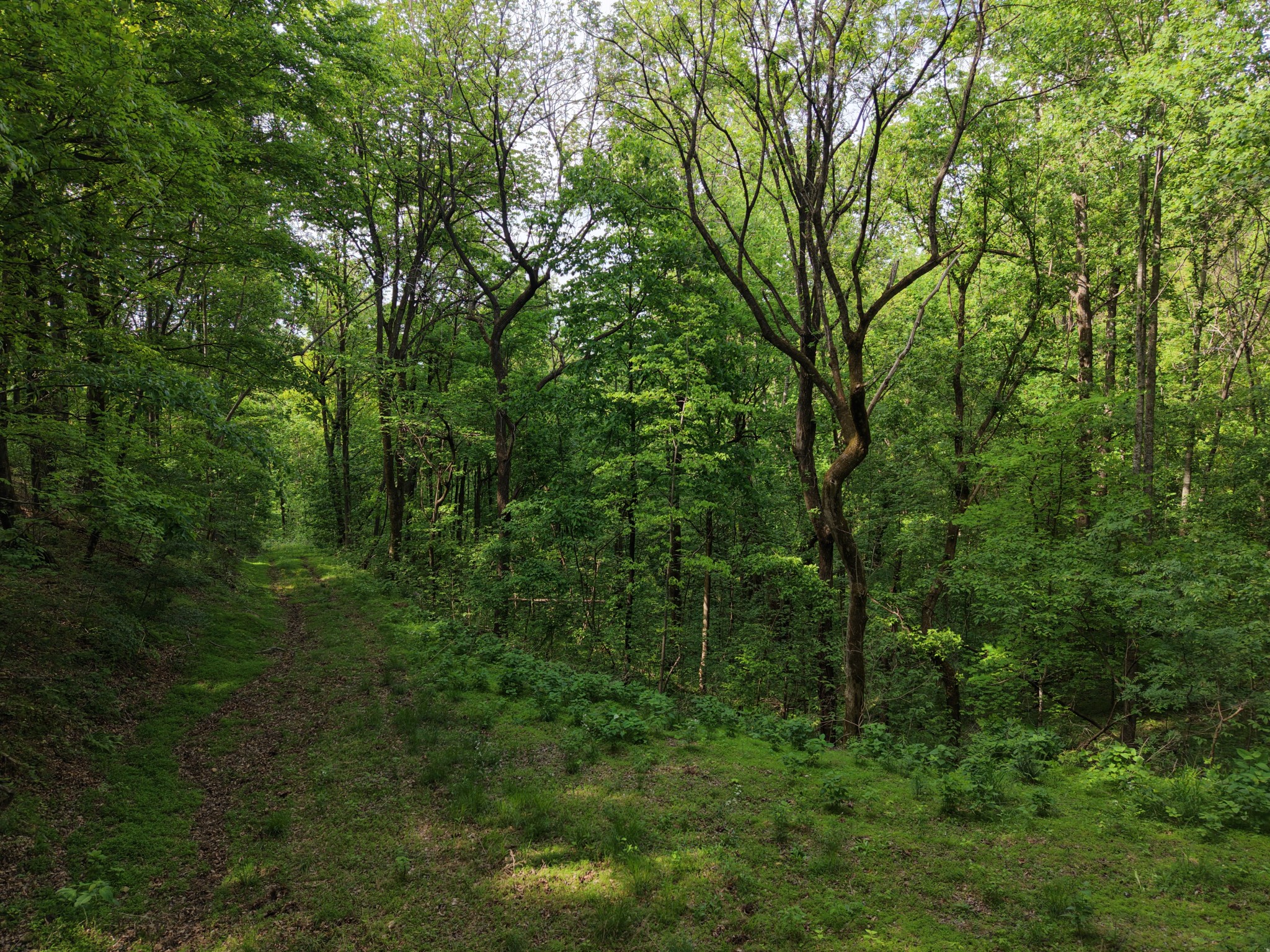 0 Bethel Road Pulaski, TN 38478 - Photo 8 of 29 a view of a lush green forest