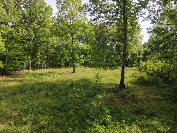 a view of a yard with a tree