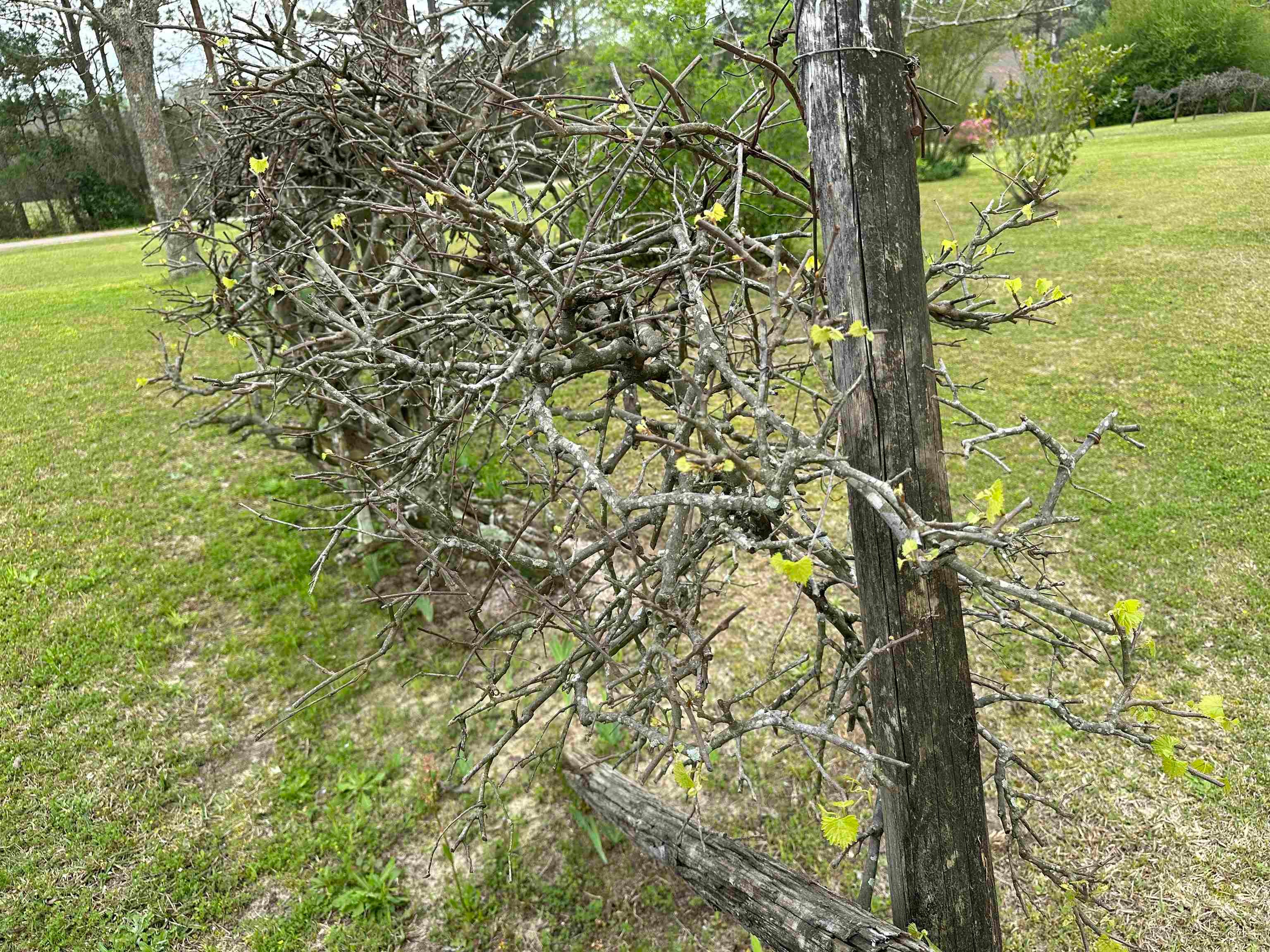 36625 Hesters Store Road Red Level, AL 36474 - Photo 45 of 47 Gallery Image 45