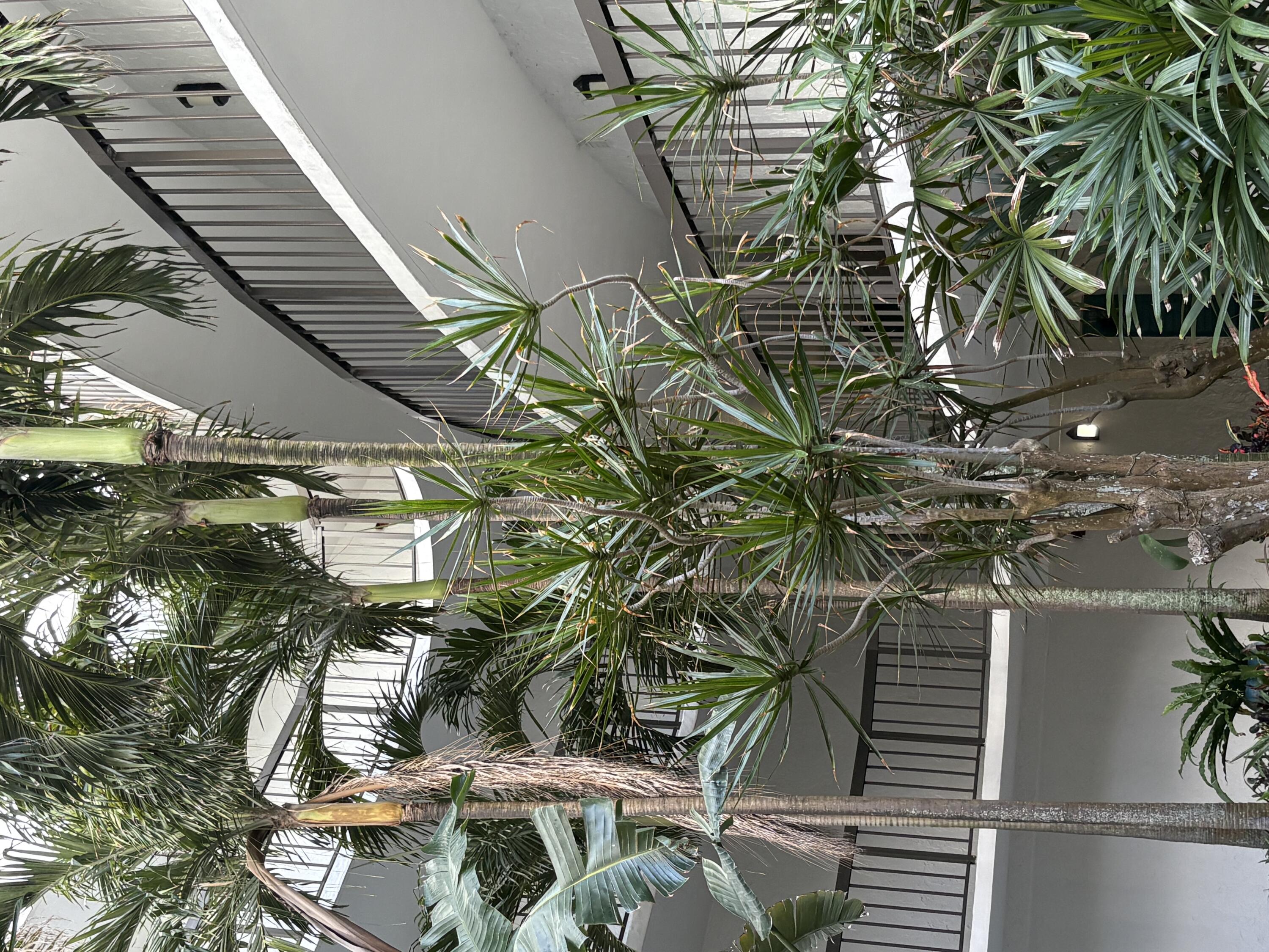 a view of a house with a tree