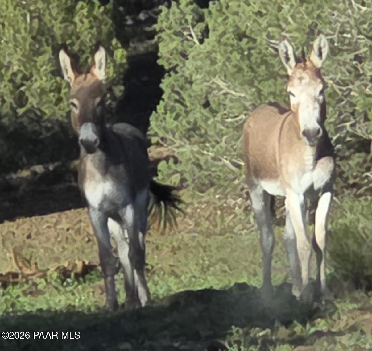 14001 West Pipeline Road Williams, AZ 86046 - Photo 13 of 23 IMG_1548