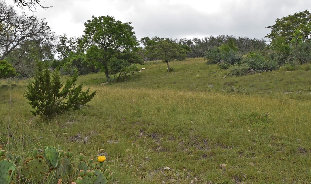195 Schmidt Anderegg Road Doss, TX 78618 - Photo 2 of 43 Pasture Scene