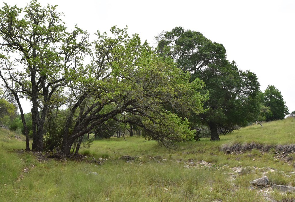 195 Schmidt Anderegg Road Doss, TX 78618 - Photo 3 of 43 Gallery Image 3