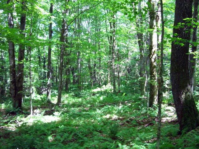 809 Leonhardt Road Becket, MA 01223 - Photo 8 of 8 a view of a lush green forest