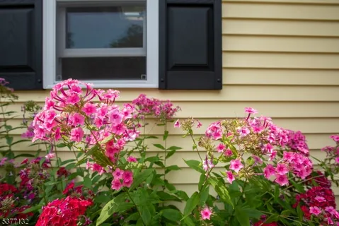 a picture of flowers