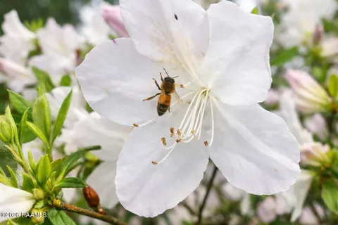 $349,000 | 222 Katy Circle, Franklin, LA 70538