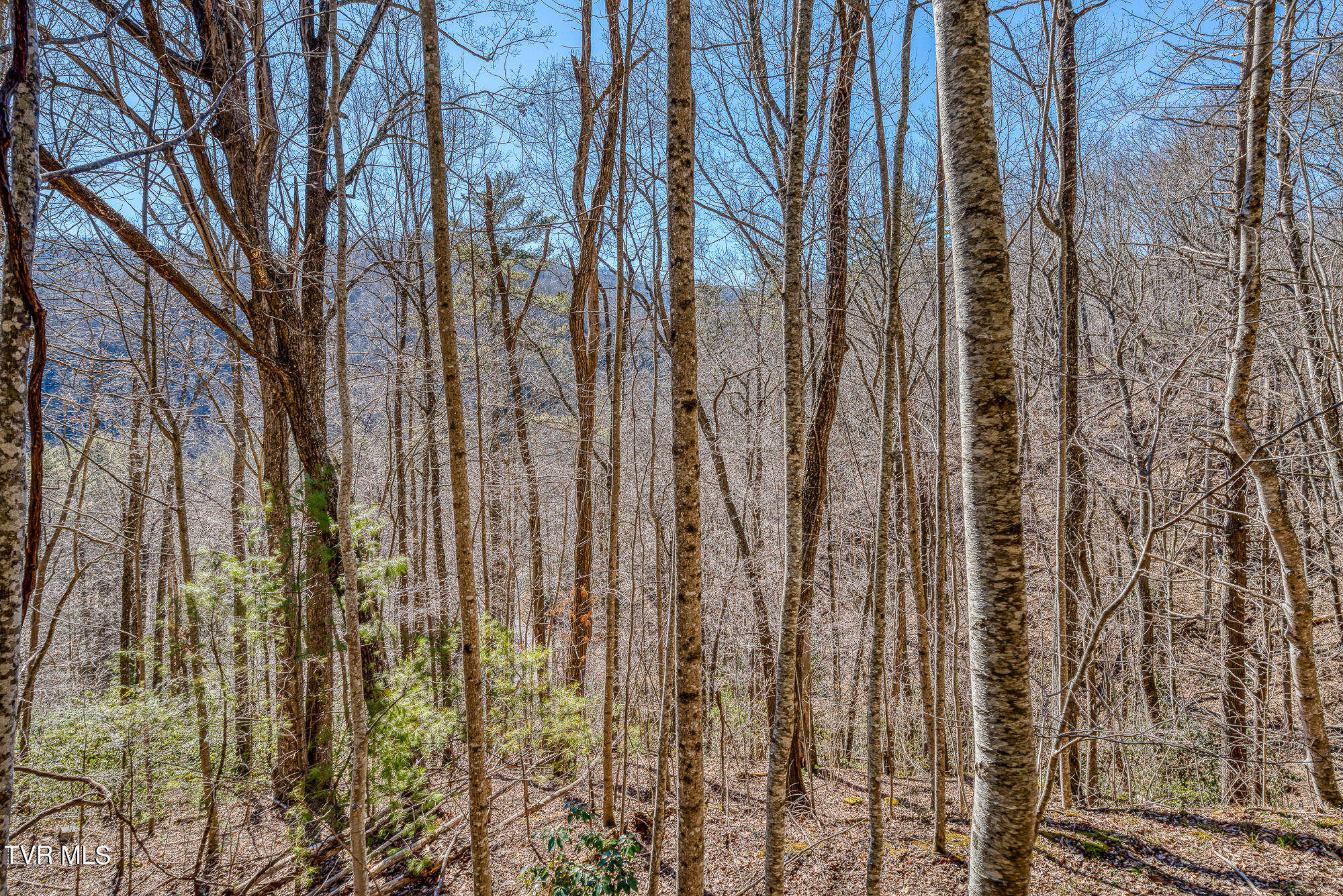 Tbd Heaton Branch Road Butler, TN 37640 - Photo 23 of 24 TBDHB_DSC03936-4-4