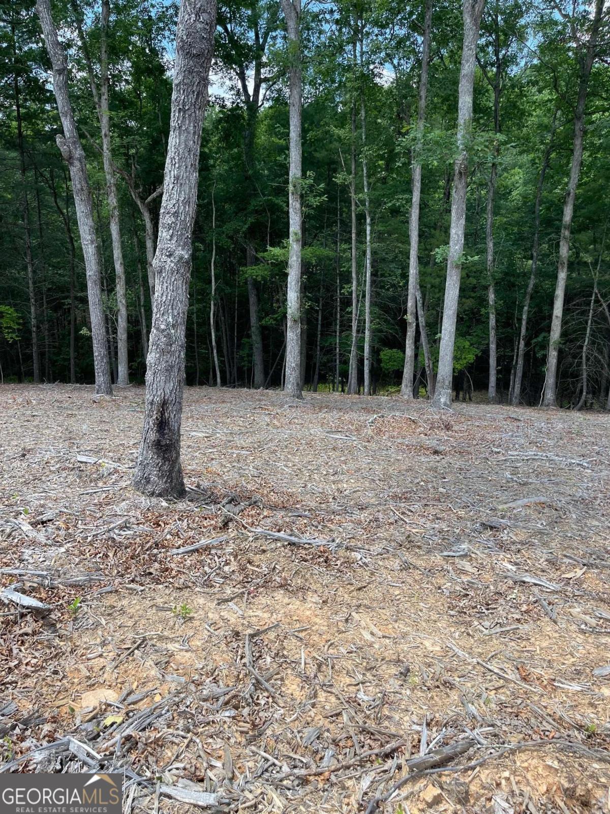 Lot 95 The Ridges Morganton, GA 30560 - Photo 8 of 17 a view of a backyard with trees and plants