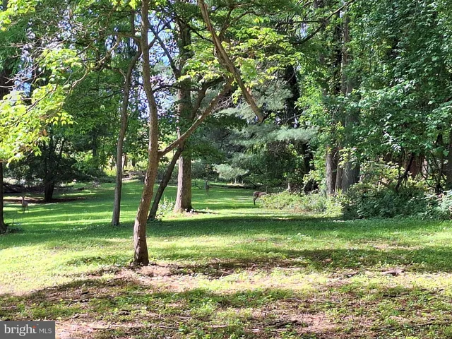 a view of a garden with a tree