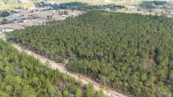a view of a lush green forest with lots of trees