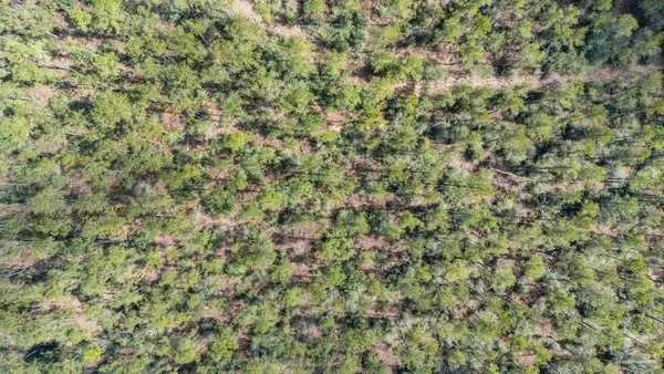 $99,000 | Lot #1 Bermuda Lane, Seminole, AL 36574