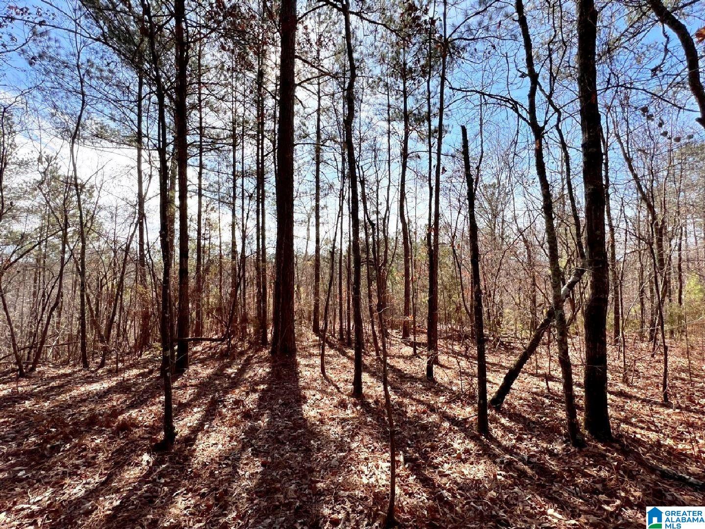 3045 Corinth Road, Unit 56 ACRES Cragford, AL 36255 - Photo 4 of 29