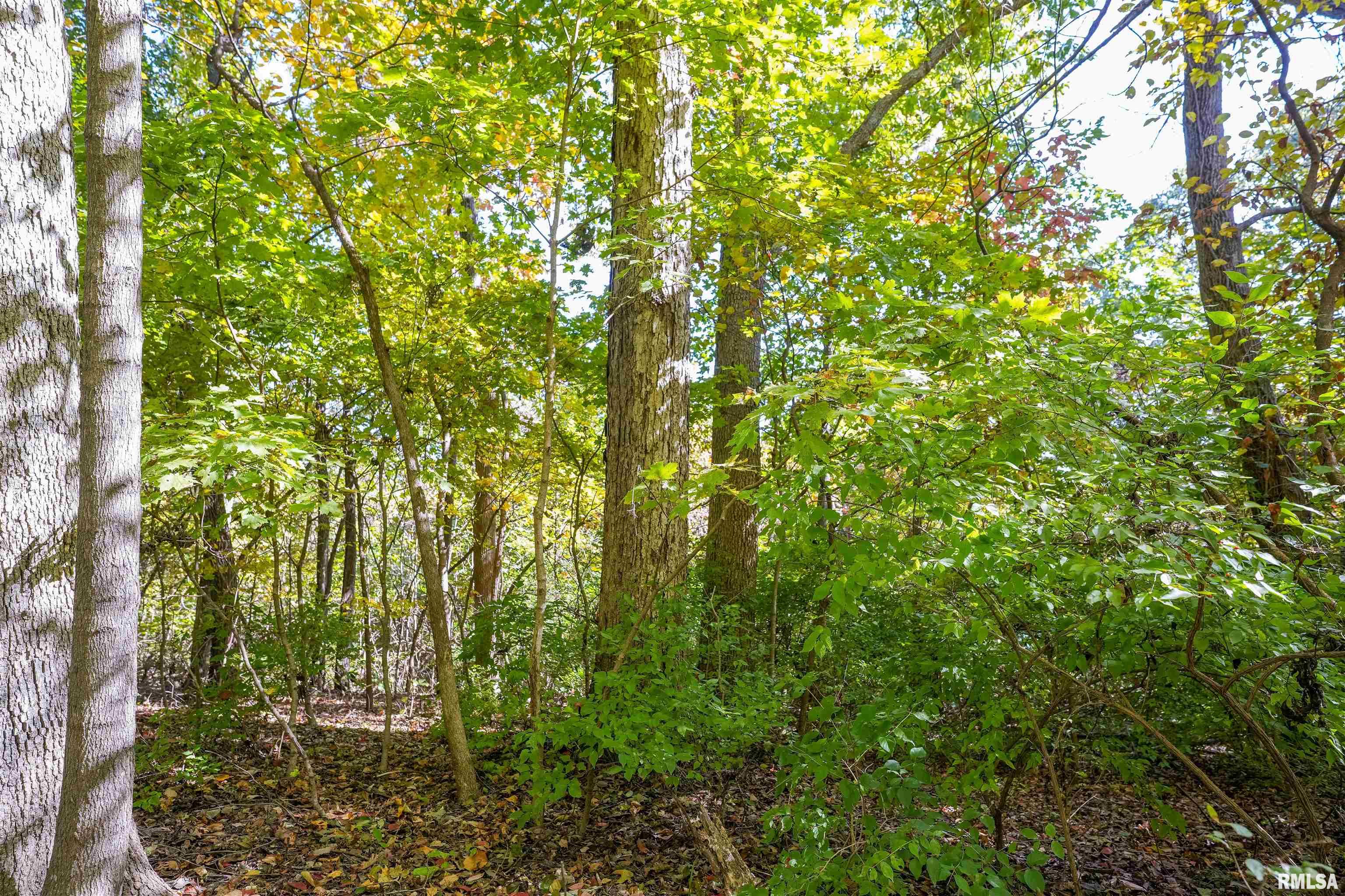 0 Eldred Road Fieldon, IL 62031 - Photo 42 of 76 Gallery Image 42