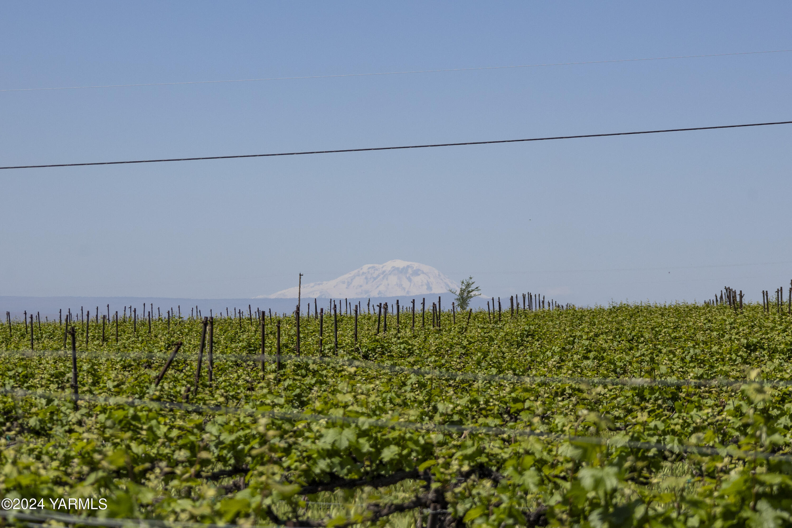 Tbd Wilson Highway Grandview, WA 98930 - Photo 11 of 11 TBD Wilson Highway 5.16.24 ground photos