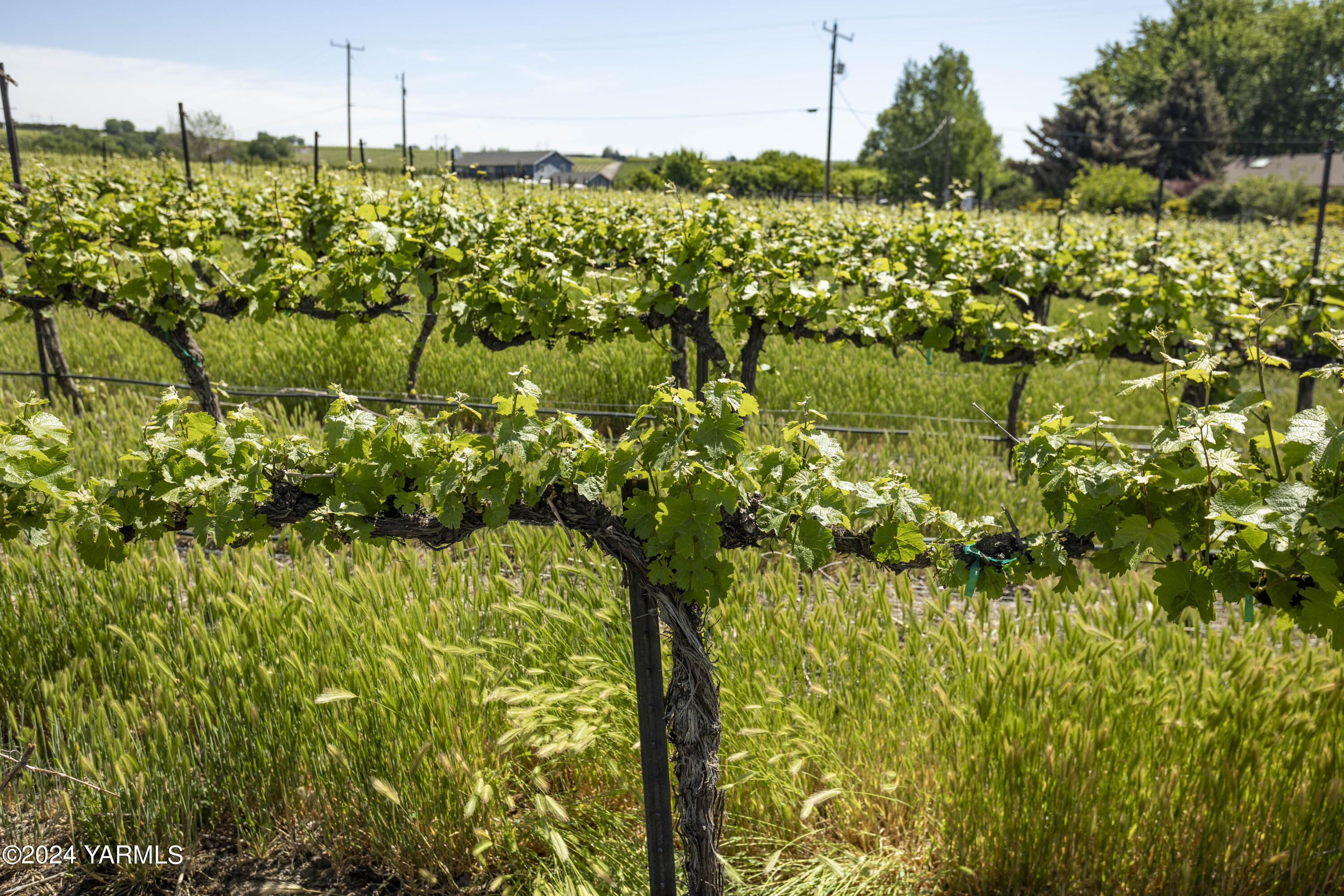 Tbd Wilson Highway Grandview, WA 98930 - Photo 4 of 11 TBD Wilson Highway 5.16.24 ground photos