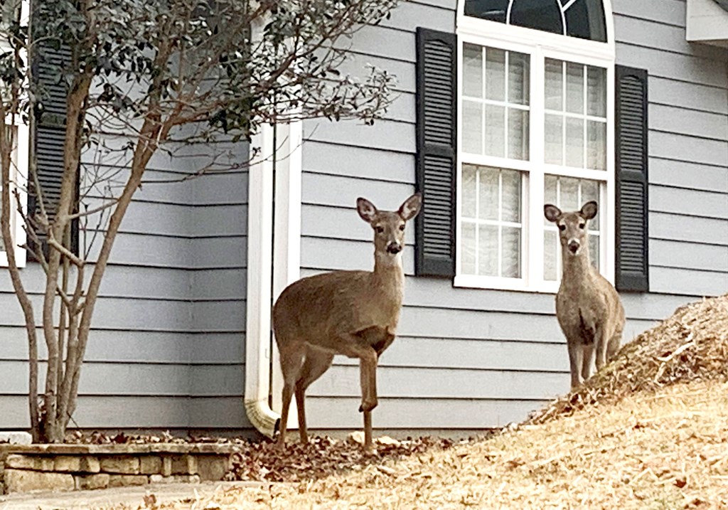 111 Seneca Way Ellijay, GA 30540 - Photo 10 of 63