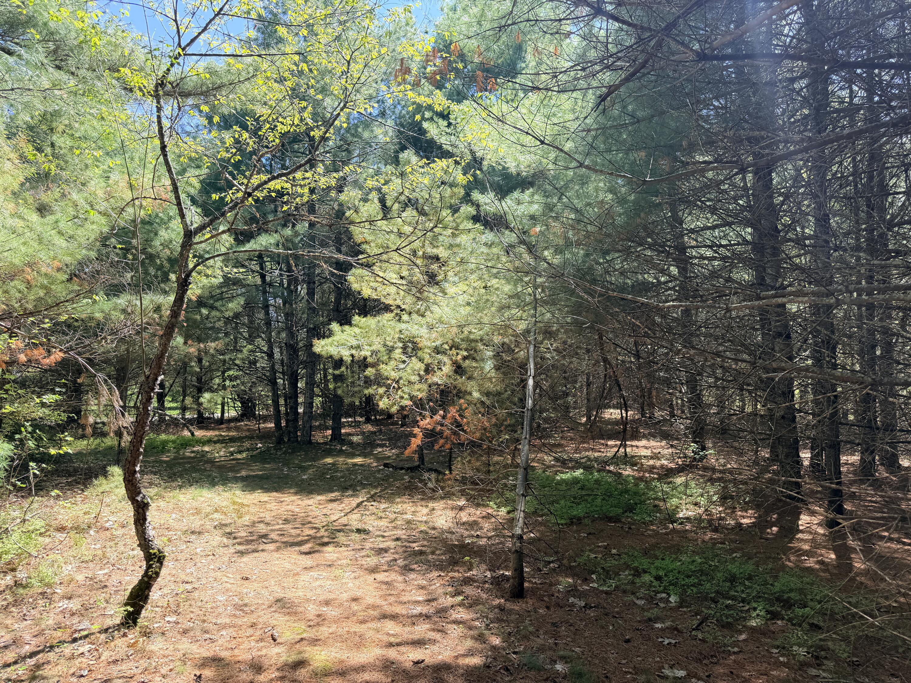 Lot 4 Emery Road Parsonsfield, ME 04047 - Photo 7 of 42 IMG_5317