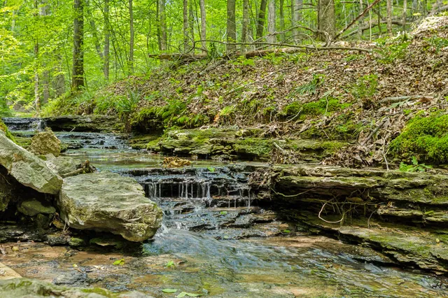 a big yard with lots of green space and trees