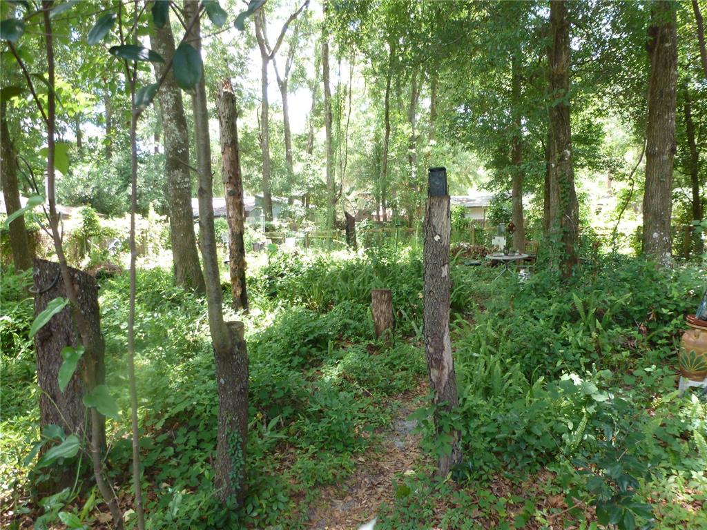 1031 Southwest 62nd Terrace Gainesville, FL 32607 - Photo 12 of 15 a view of forest