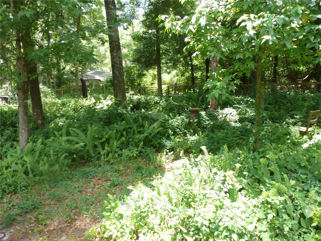 1031 Southwest 62nd Terrace Gainesville, FL 32607 - Photo 13 of 15 a view of a lush green forest