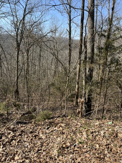 21 Harbor Point Road Silver Point, TN 38582 - Photo 5 of 7 a backyard of a house with lots of green space
