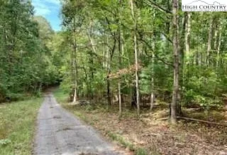 a view of a forest with large trees