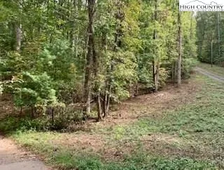 a view of a forest with trees in the background
