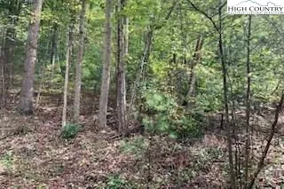 a view of a forest with trees