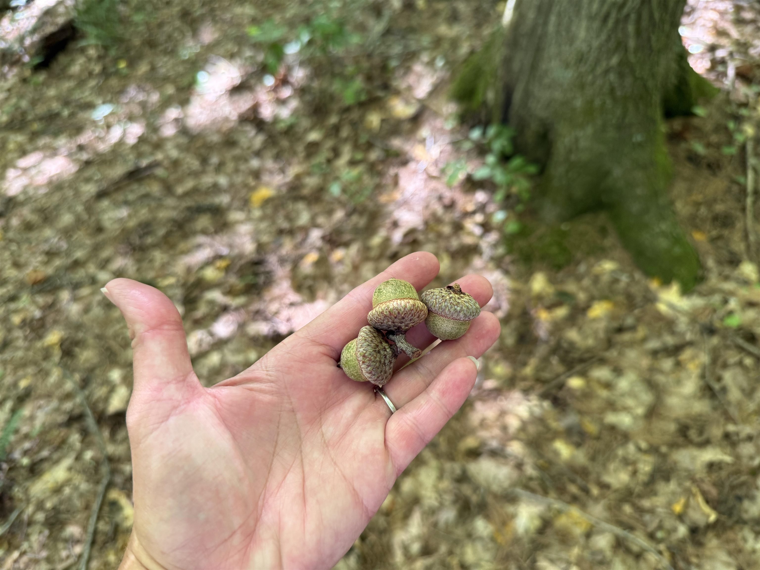 215-221 Highway 30 Dorset, VT 05251 - Photo 33 of 51