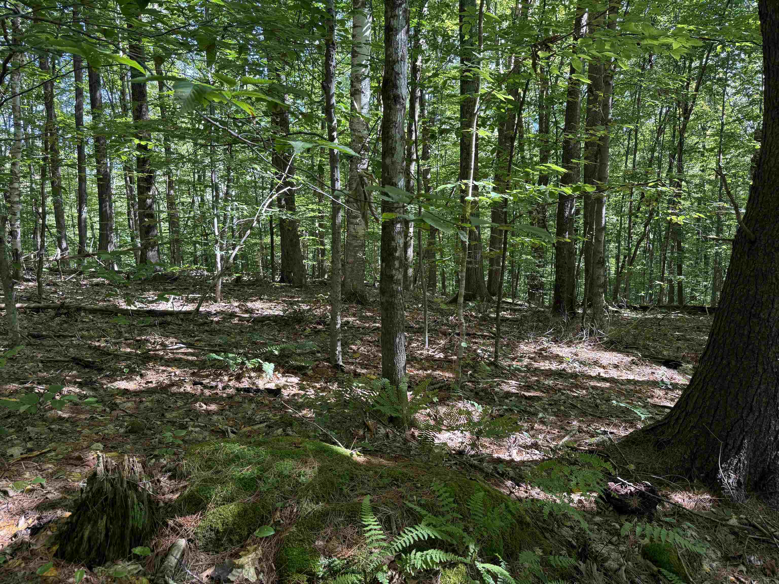 215-221 Highway 30 Dorset, VT 05251 - Photo 34 of 51