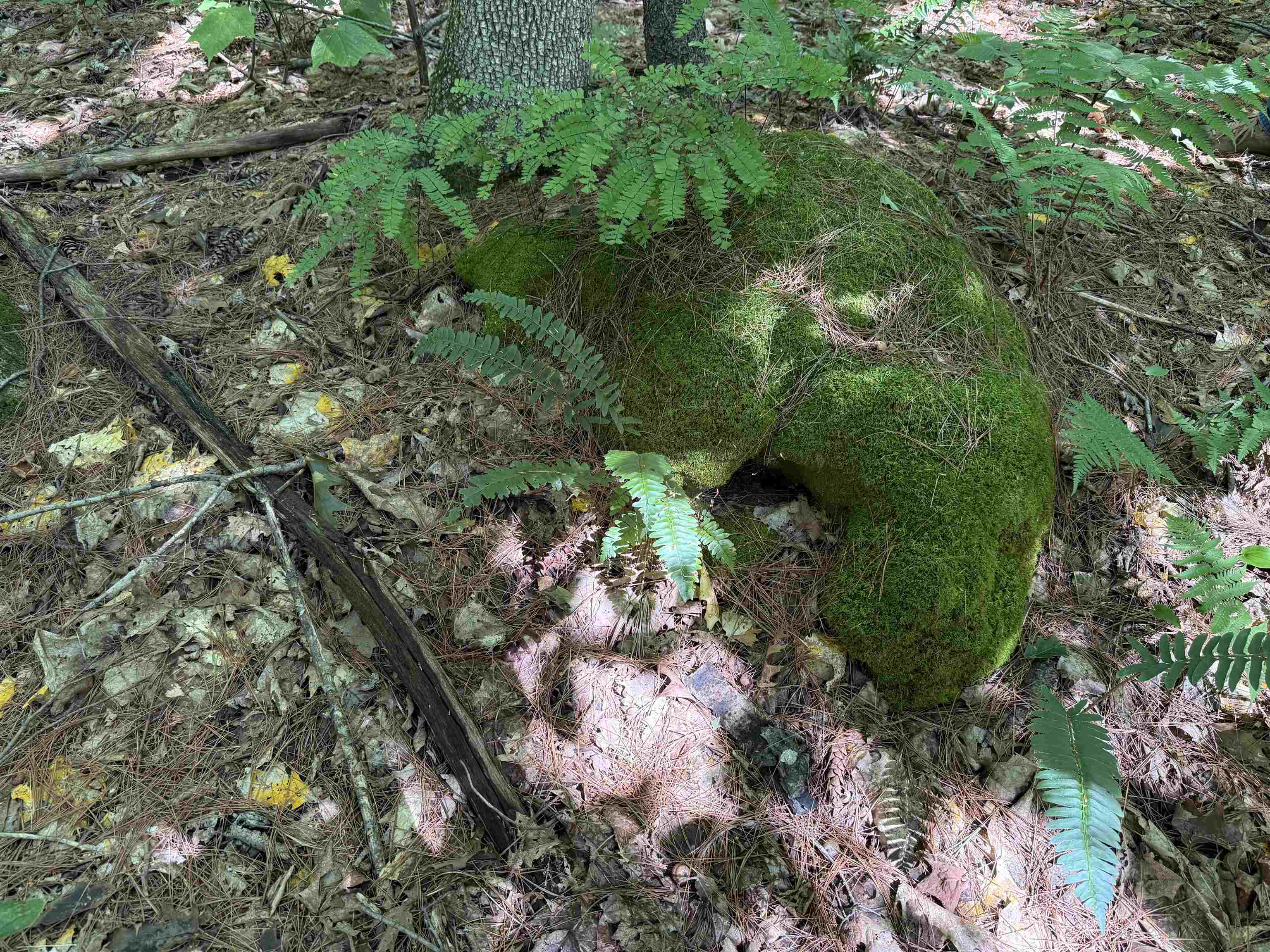 215-221 Highway 30 Dorset, VT 05251 - Photo 35 of 51