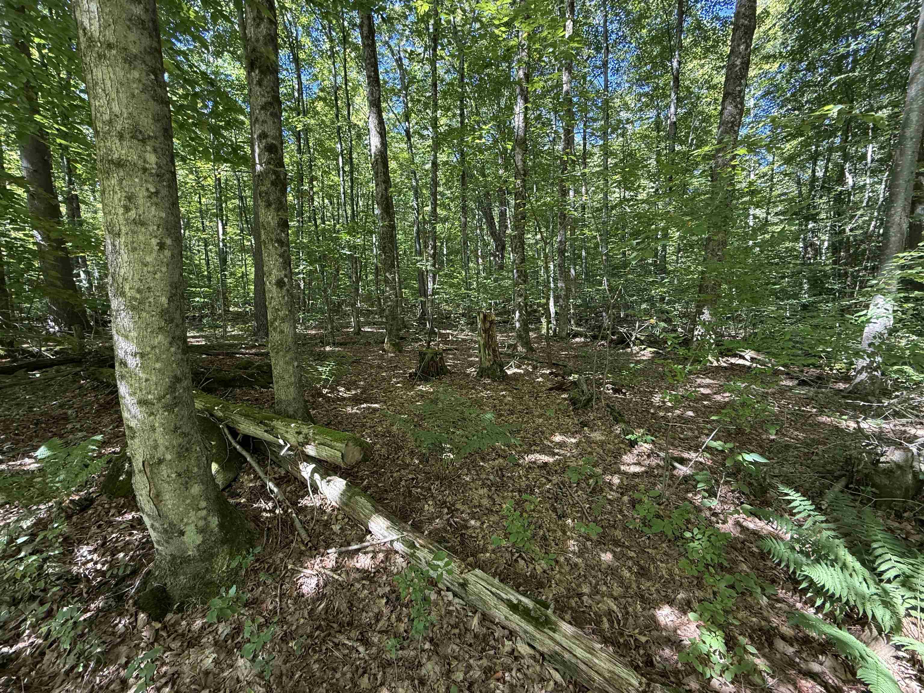 215-221 Highway 30 Dorset, VT 05251 - Photo 45 of 51