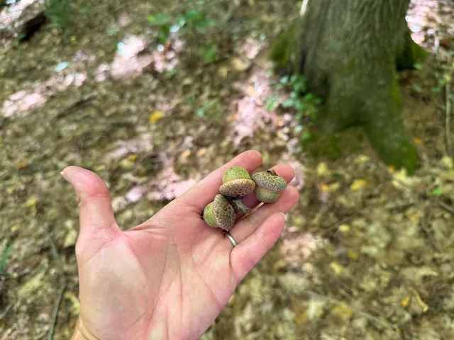 $1,750,000 | 215-221 Highway 30, Dorset, VT 05251