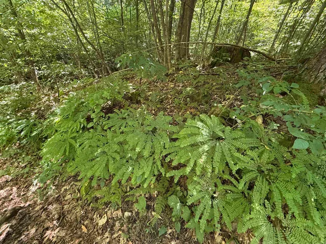 $2,300,000 | 215-221 Highway 30, Dorset, VT 05251