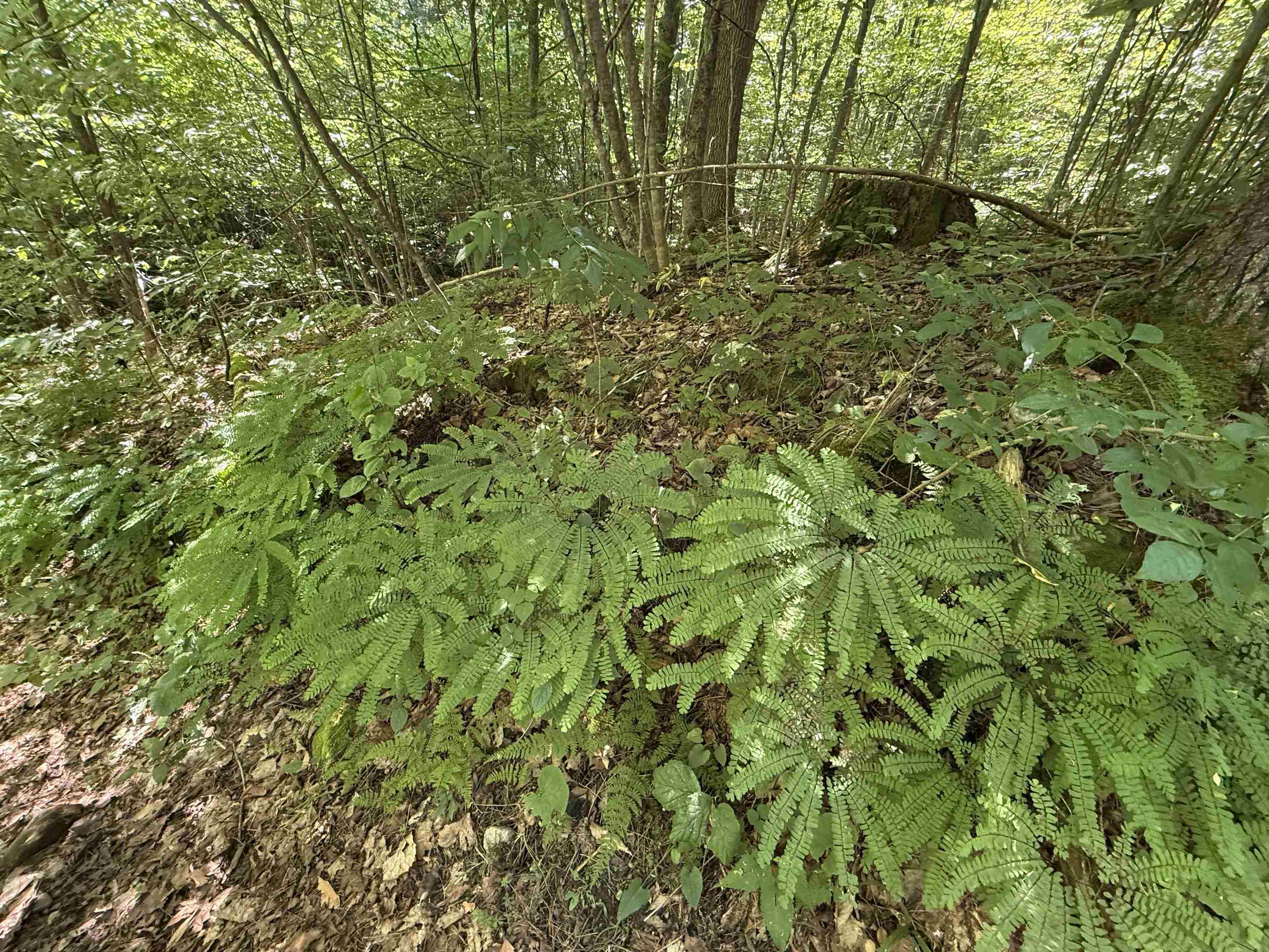 215-221 Highway 30 Dorset, VT 05251 - Photo 50 of 51