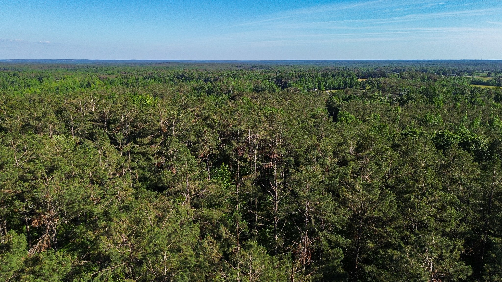 0 Post Road Michie, TN 38357 - Photo 11 of 12 a view of a field with a lush green forest