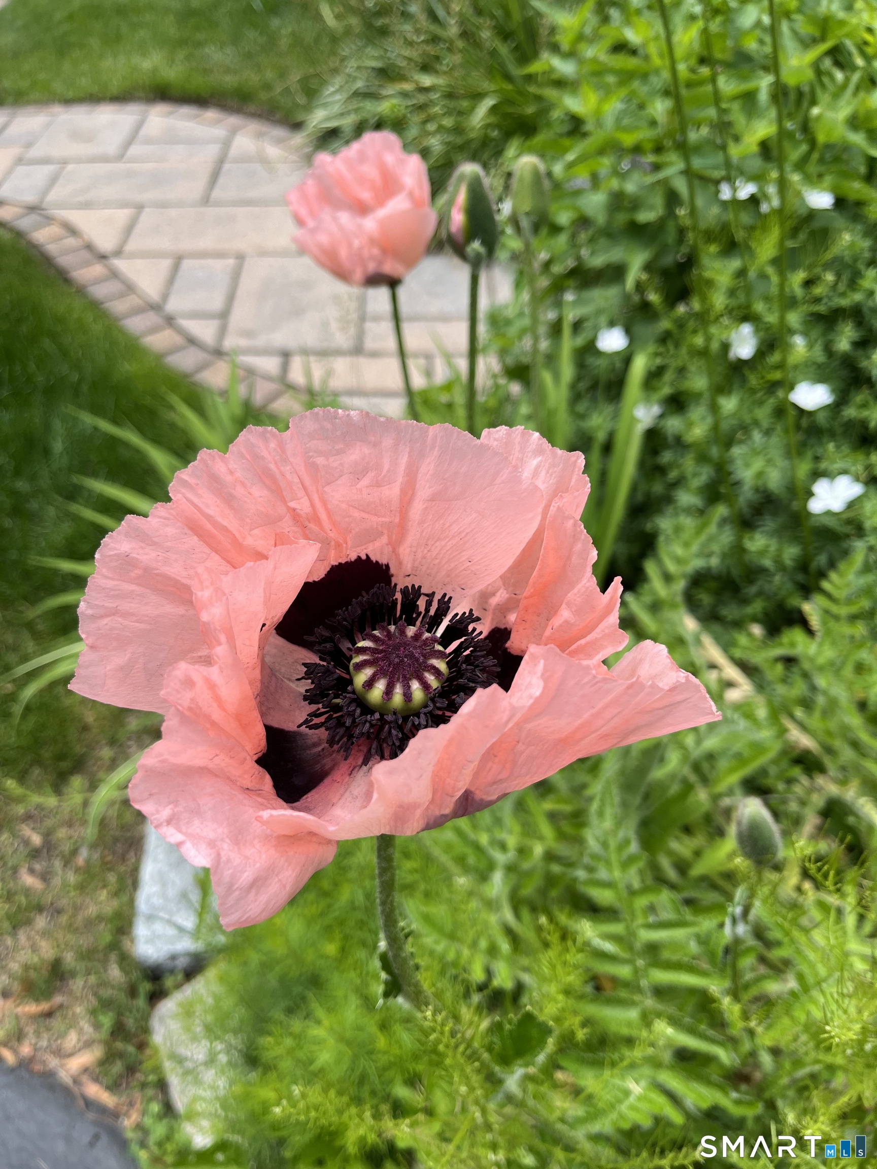405 Fort Hale Road New Haven, CT 06512 - Photo 32 of 33 Poppies