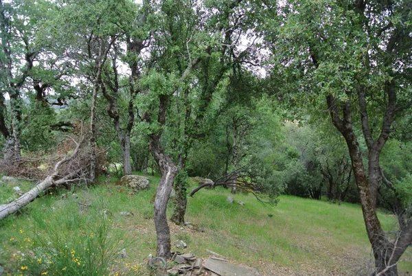 $445,000 | 6385 McKeon Ponderosa Way, Foresthill, CA 95631