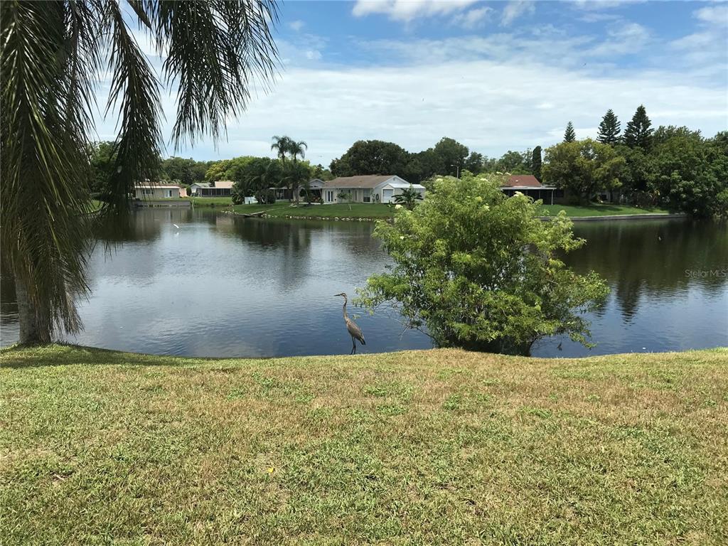 3401 Springfield Drive Holiday, FL 34691 - Photo 1 of 1 Your view