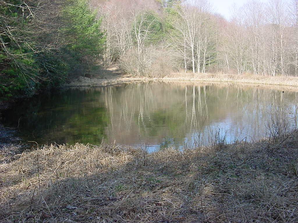 3275 Conner Grove Road Southwest Willis, VA 24380 - Photo 7 of 17 a view of a lake from a yard
