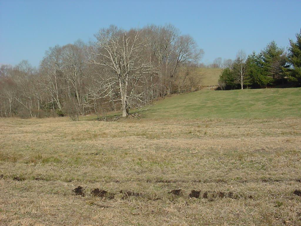 3275 Conner Grove Road Southwest Willis, VA 24380 - Photo 9 of 17 a view of a dry yard with trees