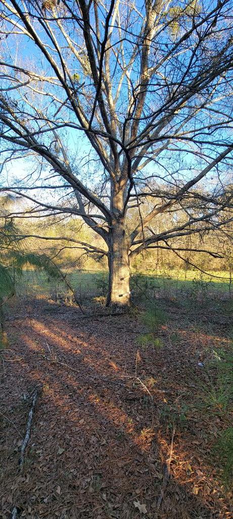 50.45-acres Trawick Road Dothan, AL 36301 - Photo 27 of 62