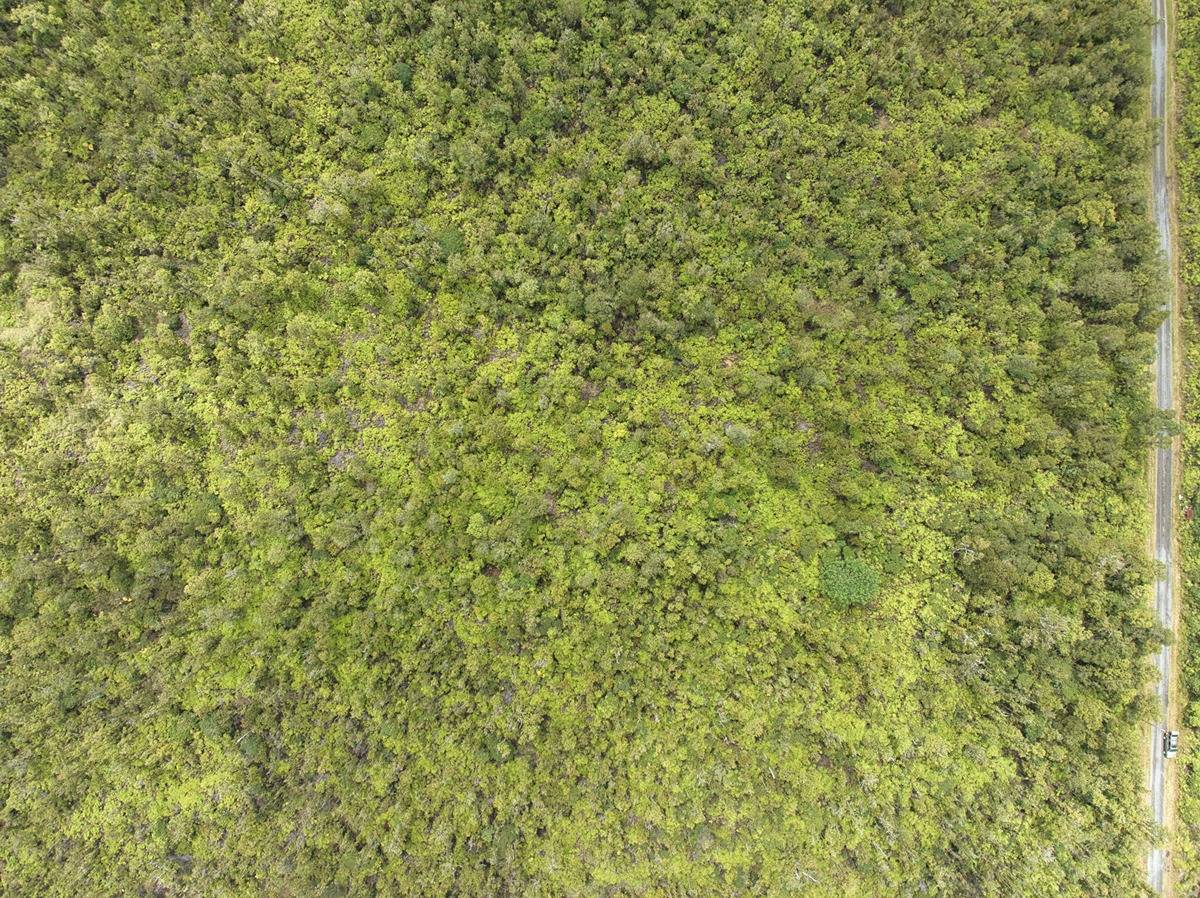 29 Ala Naulani Road Pahoa, HI 96778 - Photo 6 of 7 a close up of a wall