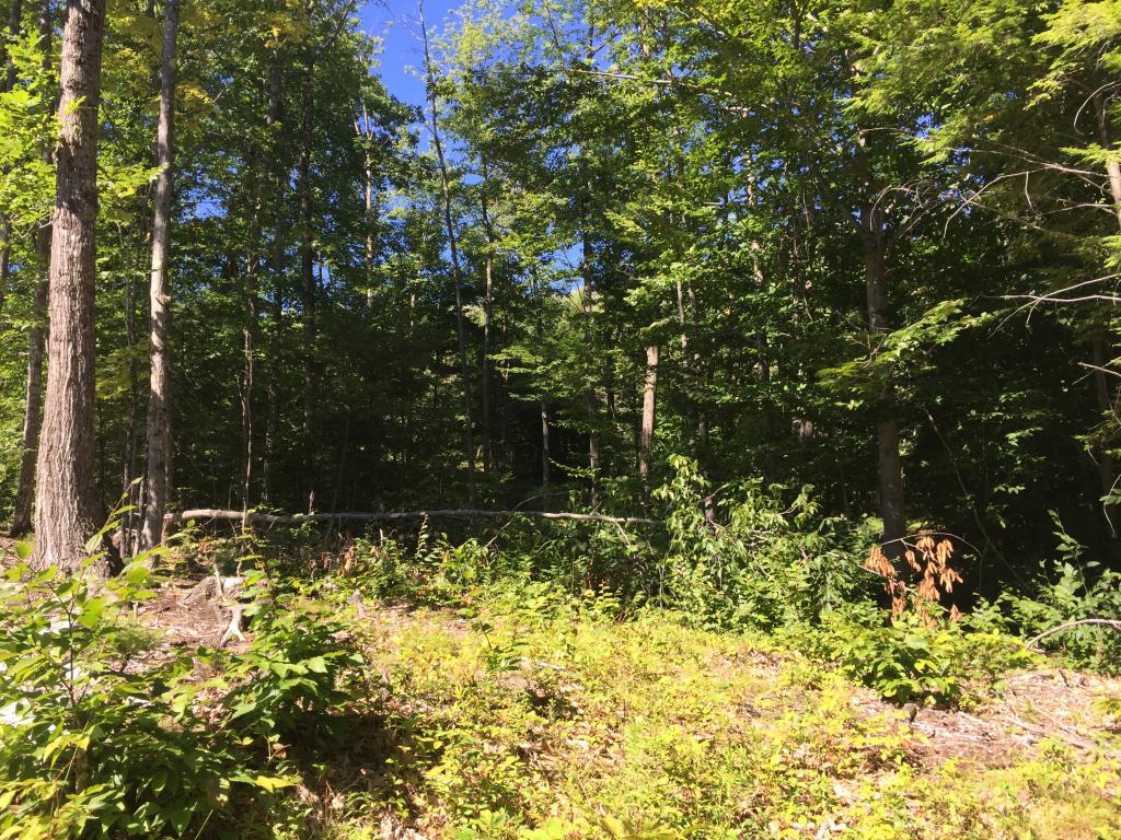 0 Meredith Neck Road, Unit LOT 1 Meredith, NH 03253 - Photo 12 of 18